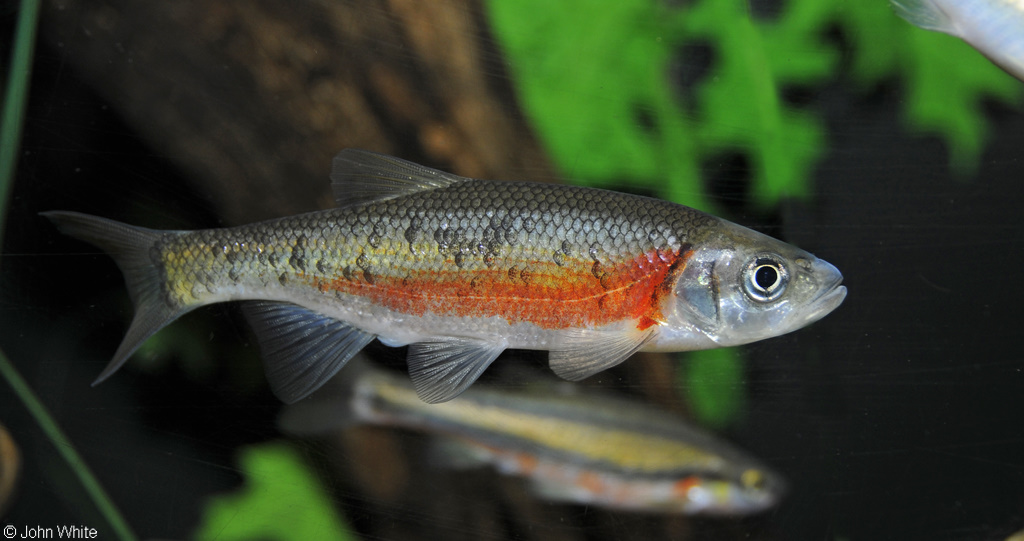 Clinostomus funduloides